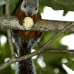squirrel_variegated_tar_v_0245_cos0550.jpg